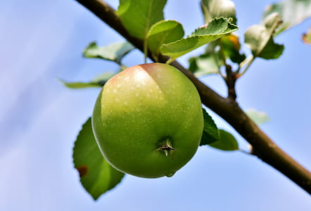 photo of round green fruit thumbnail