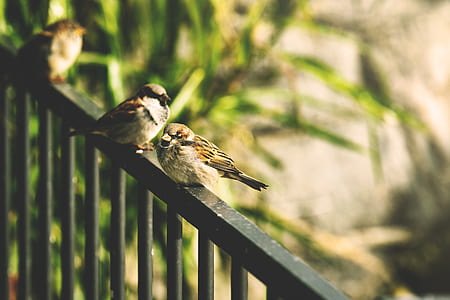bird, animal, fence, outdoors thumbnail