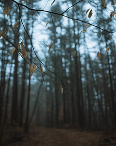 shallow depth of field photo of twig thumbnail