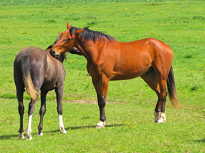two brown and black horses on green grass field thumbnail