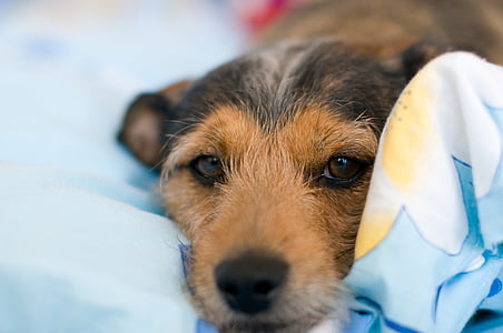 short-coated black and tan puppy on focus photo thumbnail