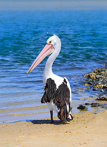 pelican standing on sand near body of water thumbnail