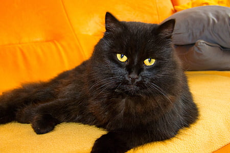 black cat on sofa thumbnail