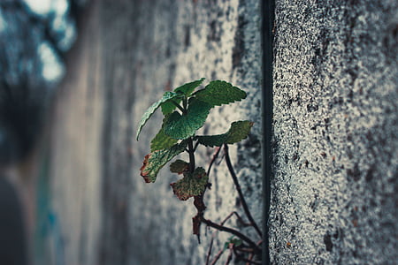 green leafed plant sticking out on wall thumbnail