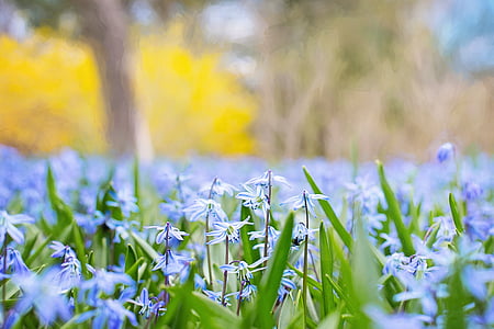 photography of purple flowers during daytime thumbnail