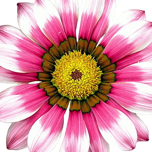 white and pink daisy flower in macro photography thumbnail