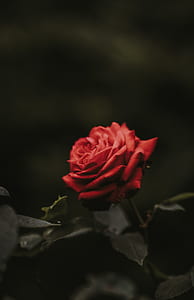 red rose thumbnail
