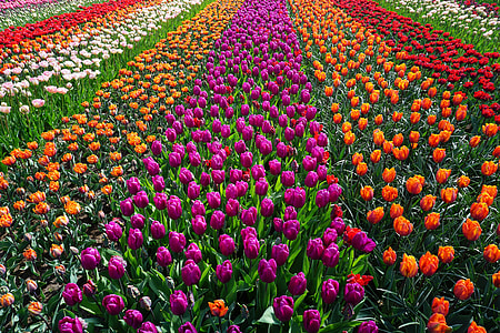 Field of tulip flowers thumbnail