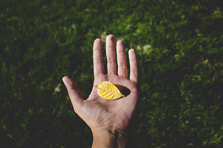 yellow leafs on person's palm thumbnail