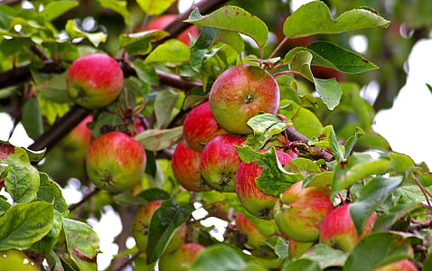 red apples thumbnail