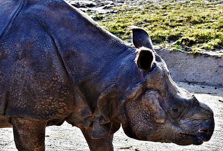 gray rhino near green grass thumbnail