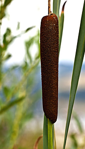 Truncheon Water thumbnail