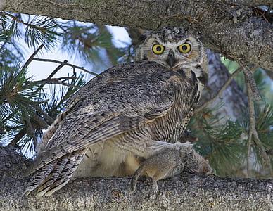 brown owl perching on tree thumbnail