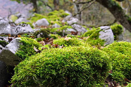 green plant thumbnail