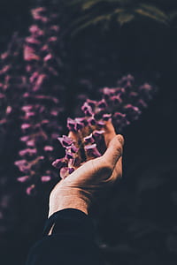 person holding purple flowers thumbnail