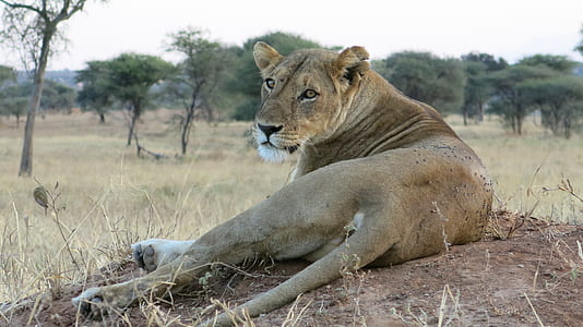 brown lioness lying on ground during daytime thumbnail