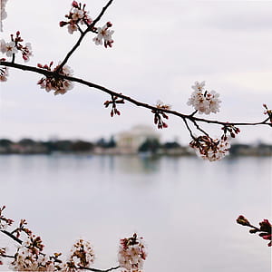 white cherry blossom flowers thumbnail