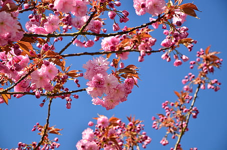 pink flowers in tree thumbnail