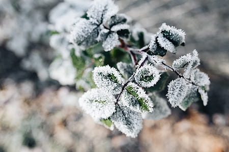 Detail of leaves covered in frost thumbnail