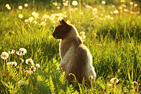 photo of medium-fur beige cat surrounded by green grass thumbnail