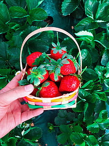 Basket of Red Strawberries thumbnail