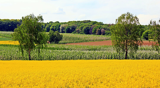 Oilseed Rape, Field Of Rapeseeds thumbnail