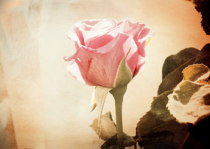 pink rose thumbnail