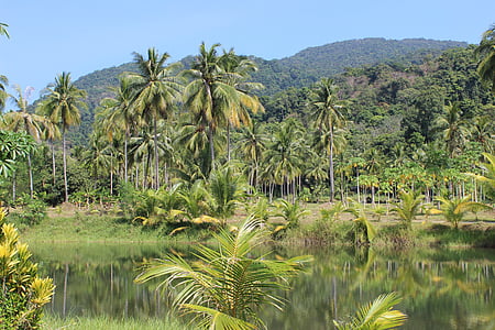 palm trees thumbnail