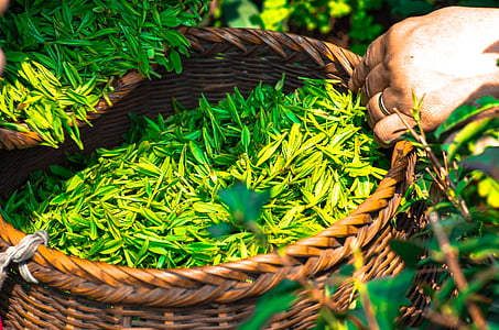 green grass in wicker basket thumbnail
