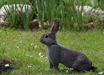 gray rodent on green grass during daytime thumbnail