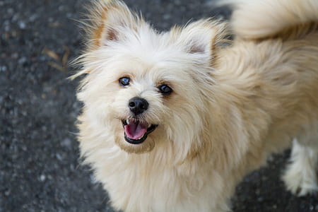 closeup photo of long-coated white and fawn dog standing on floor thumbnail