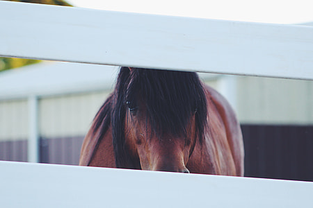 brown horse in cage during daytime photo thumbnail