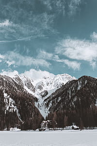 pine tress and house filled with snowe thumbnail