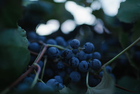 tilt shift lens photography of blueberry thumbnail