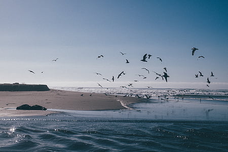 flying birds above ocean water during daytime thumbnail