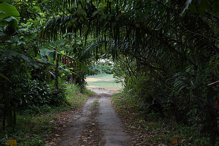 green trees thumbnail