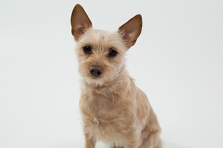 portuguese podengo pequeno puppy thumbnail