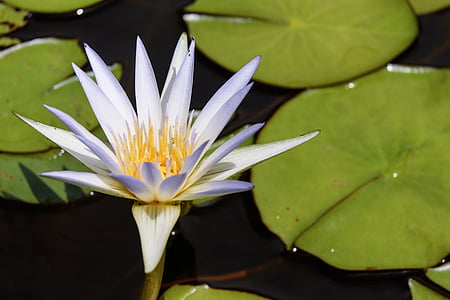 selective focus photography of white lotus flower thumbnail