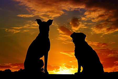 silhouette of two dogs during golden hour thumbnail