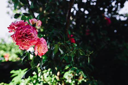 Roses of Bulgaria thumbnail