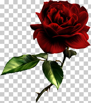 Vidia Friendship Love Sympathy Rose, Painted Red Rose , red rose flower PNG clipart