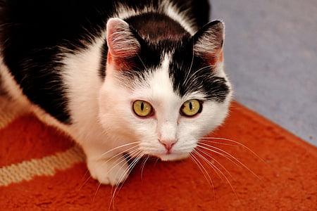 medium-coated black and white cat thumbnail