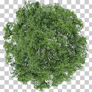 Tree Dill Shrub, tree top view, green leafed tree PNG clipart