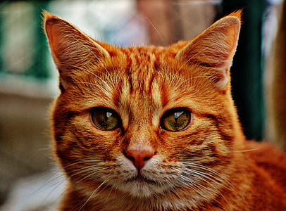 selective focus photography of orange tabby cat thumbnail