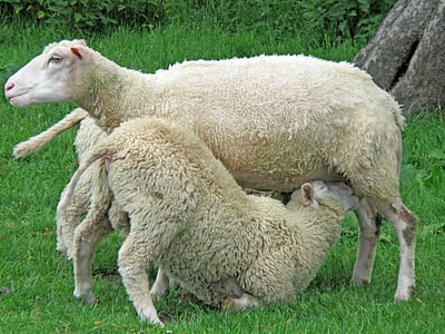 three white sheeps on green grass thumbnail