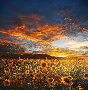 sunflower field during golden house thumbnail