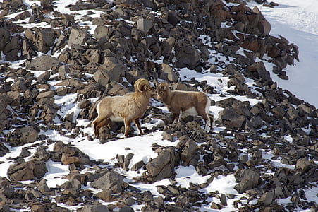 rams on rocks thumbnail