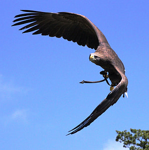 soaring brown eagle thumbnail