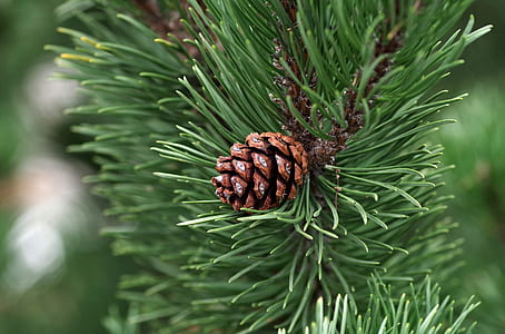 brown pine cone closeup photography thumbnail