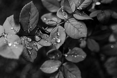 grayscale photo of plants with water droplets thumbnail